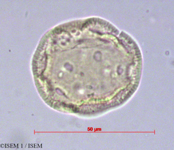 Cerastium viscosum - lame n° 14792